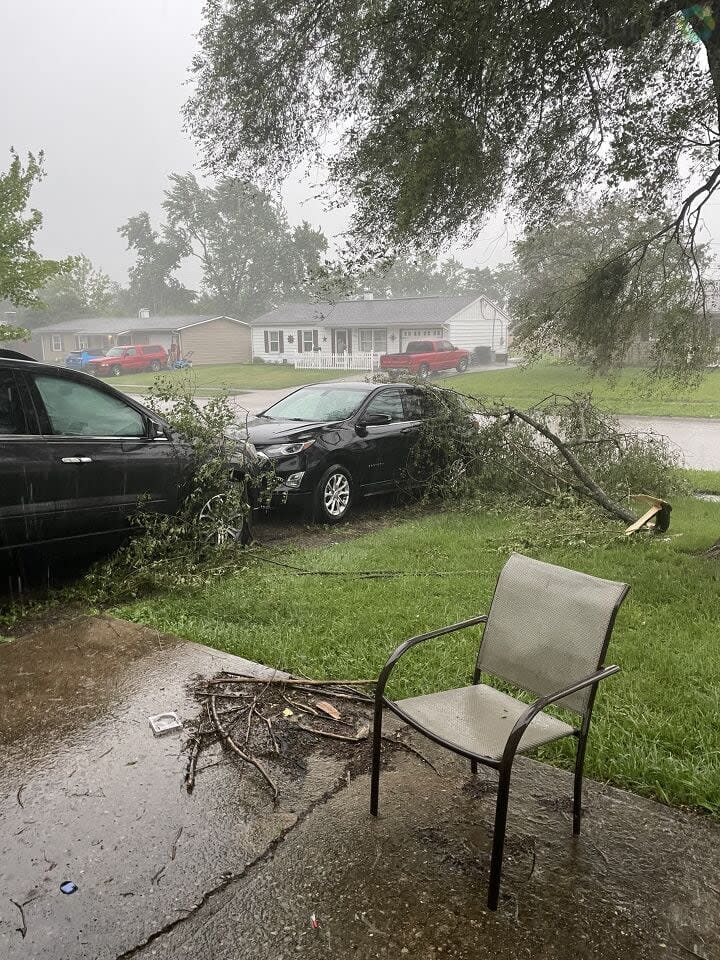 Tree Damage in New Carlisle