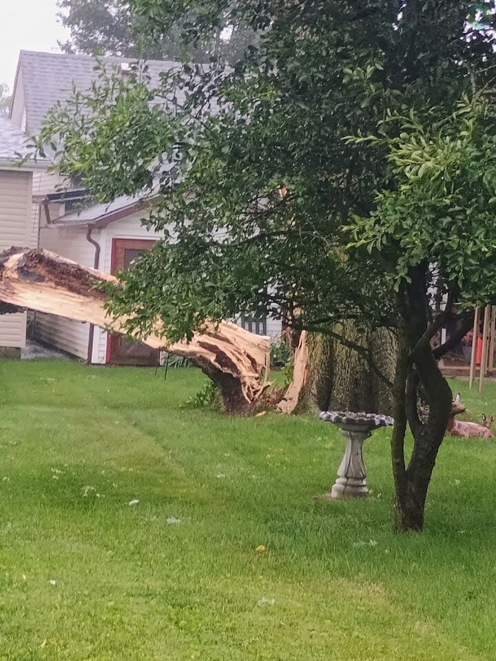 Tree snaps in Lewisburg