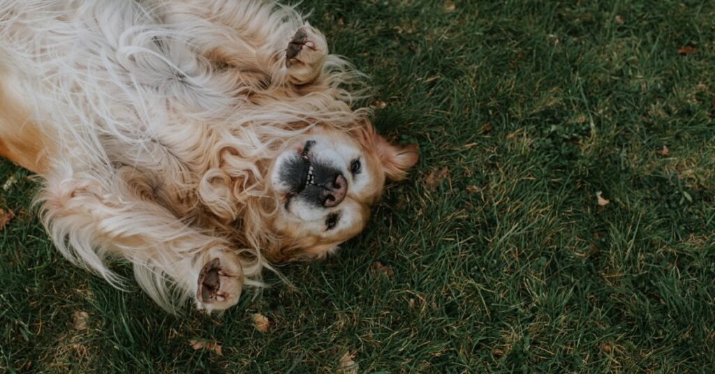 Yes, Your Dog Can Get Sunburned. Here’s What to Know