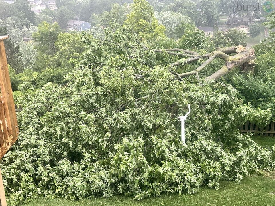 Tree Damage in Dayton