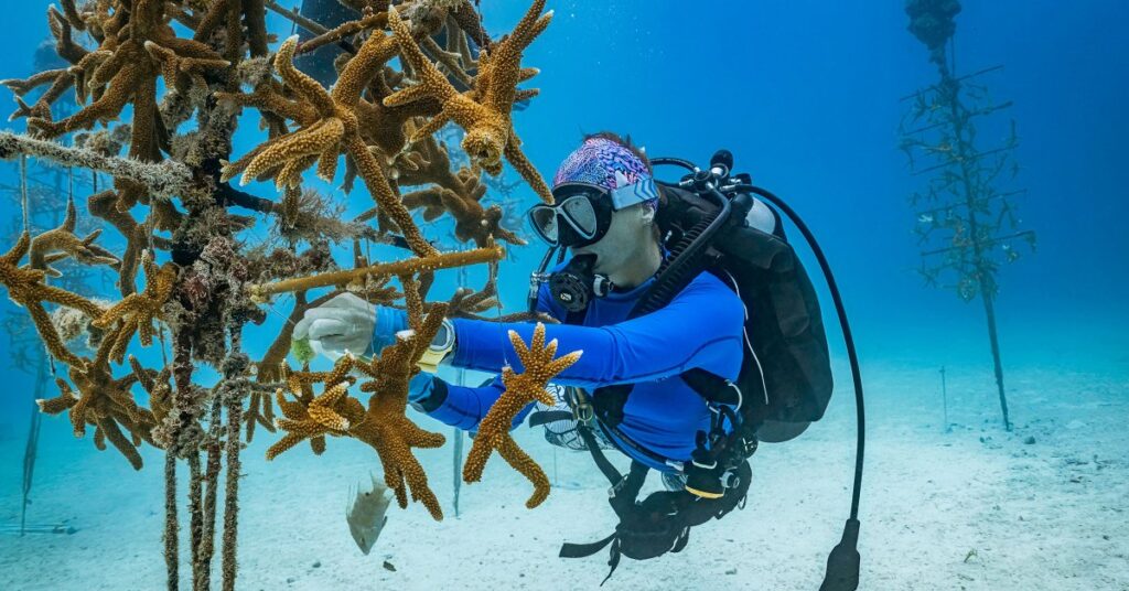 How We Can Restore Coral Reefs