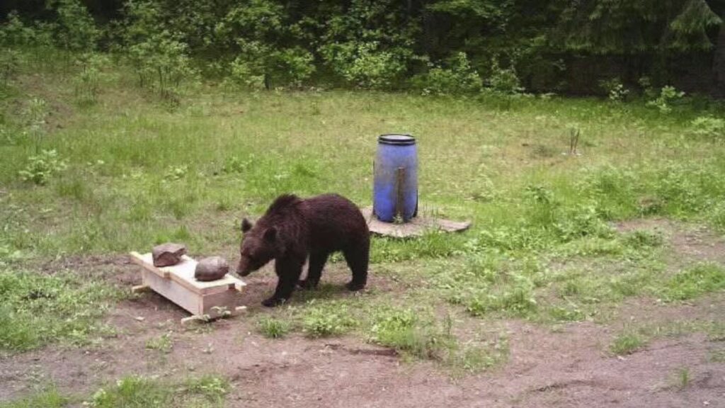 Lithuanian hunters refuse government request to shoot a wild bear in the capital