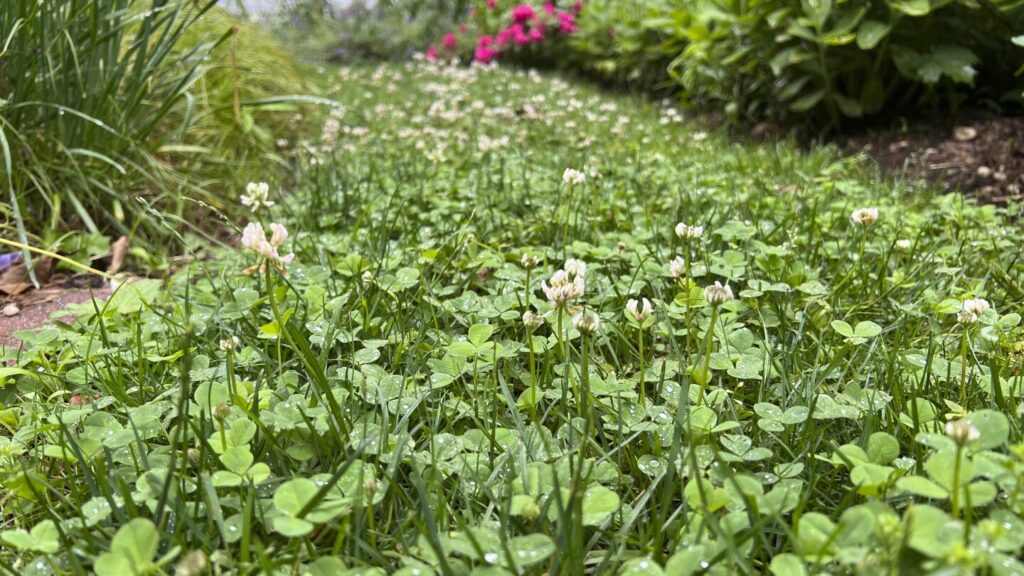 Weeds can give us clues about the lawn