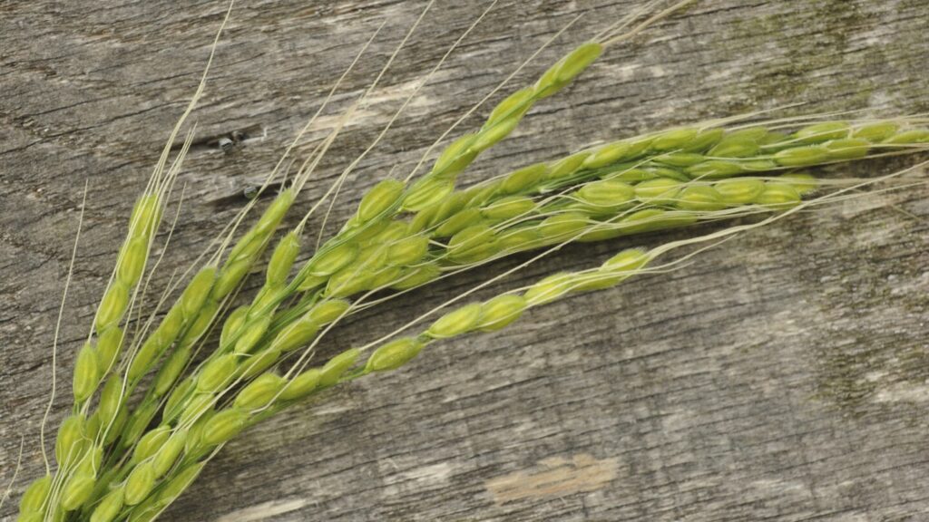 How to grow rice in your backyard