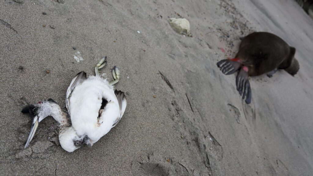 Bird flu is lethal only to some animals. Scientists want to know why
