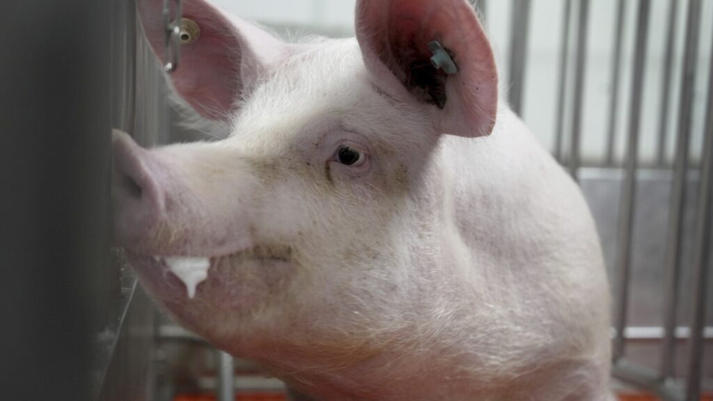 Meet some of the pigs raised to grow kidneys and hearts for human transplant research