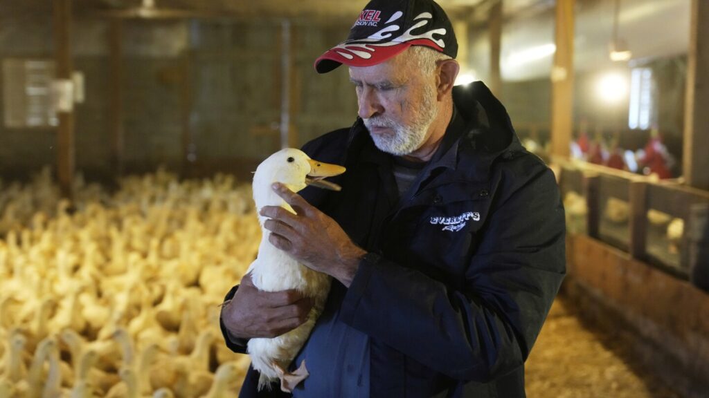 Ducks return to Long Island farm that lost whole flock to bird flu