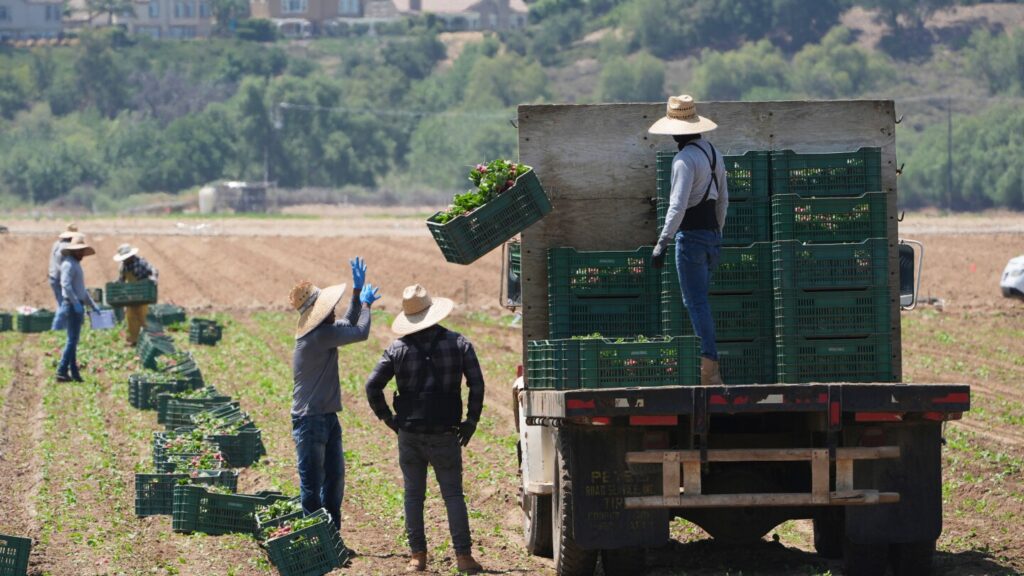 Immigration raids disrupt California farms and could leave fields unharvested