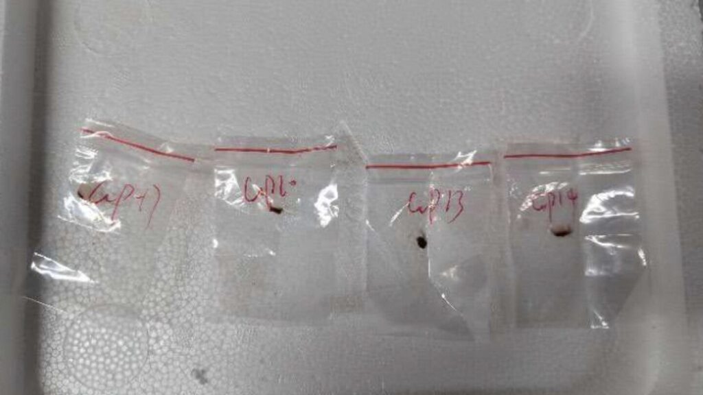 2 Chinese scientists will stay in jail while accused of bringing biological material to US