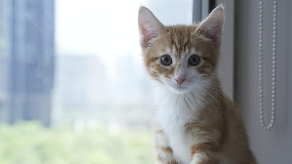What to know about kitten season and the need for fosters