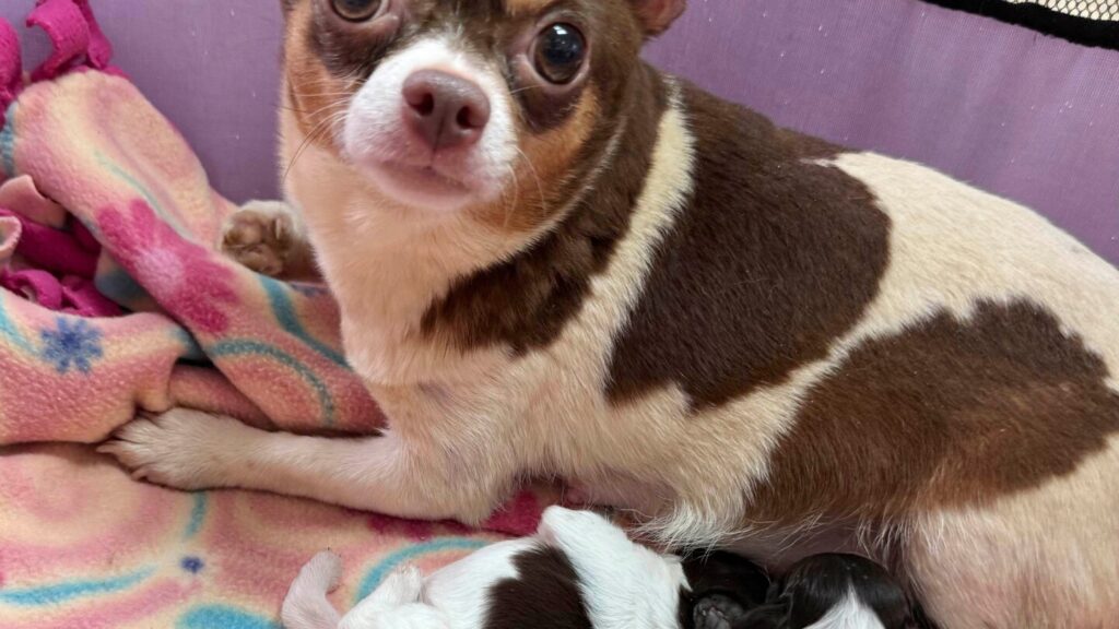 101 dogs living in packed, filthy conditions removed from North Carolina home