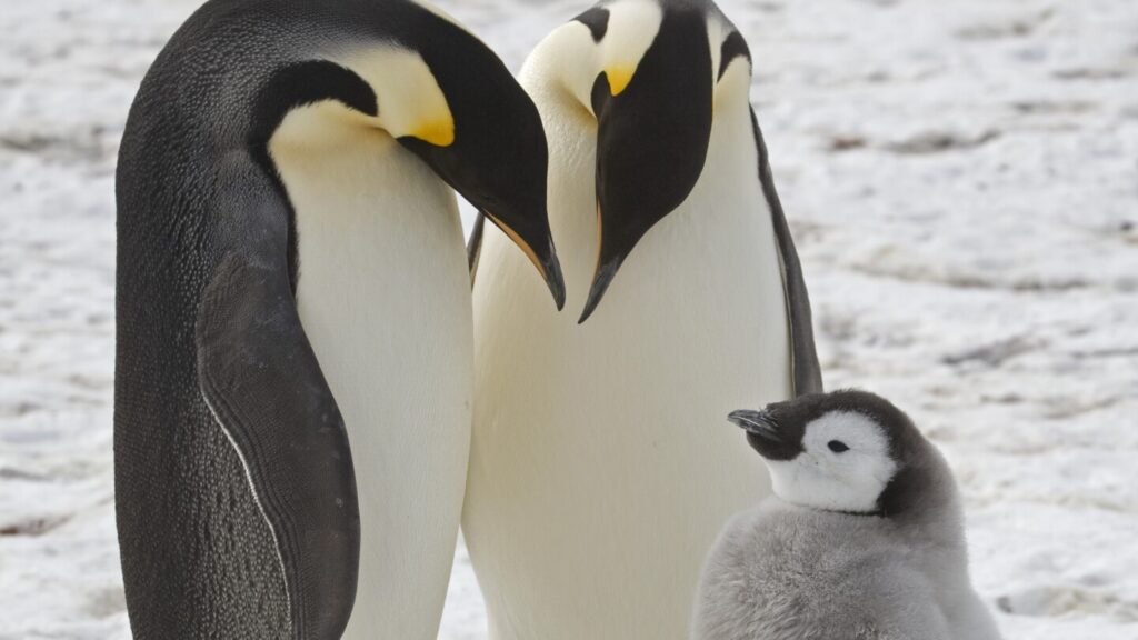 Satellite imagery shows emperor penguin decline in one region of Antarctica