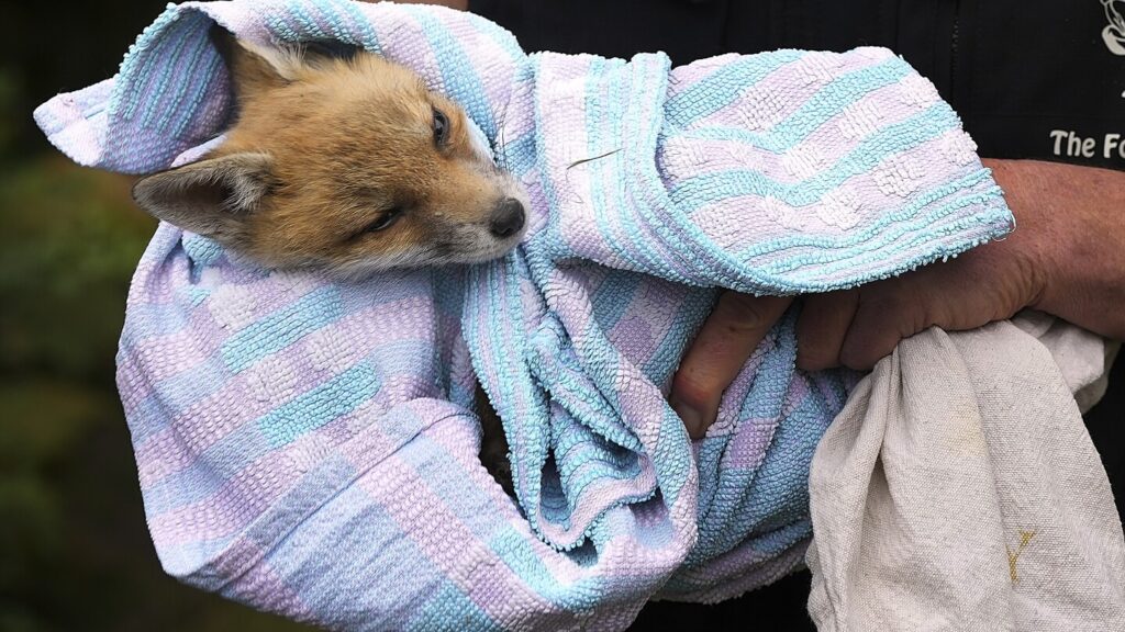 Photos of rescued baby foxes in London