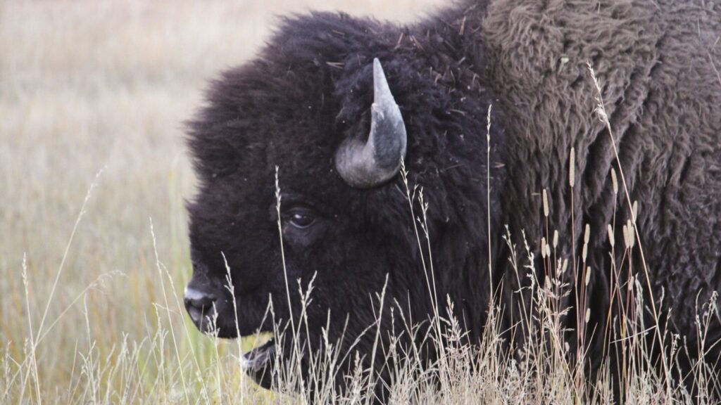 Bison gores man in Yellowstone after visitors get too close