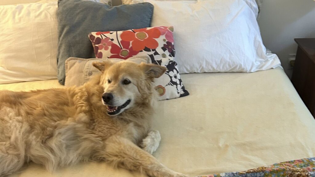 Should you let your pets sleep on the bed with you?