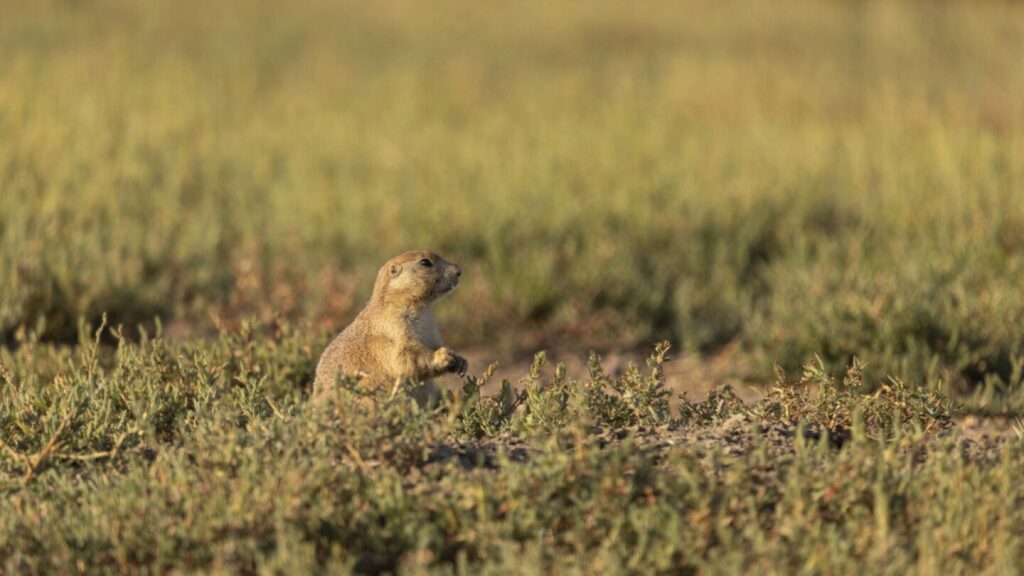Prairie dog barks also help curlews protect themselves from predators