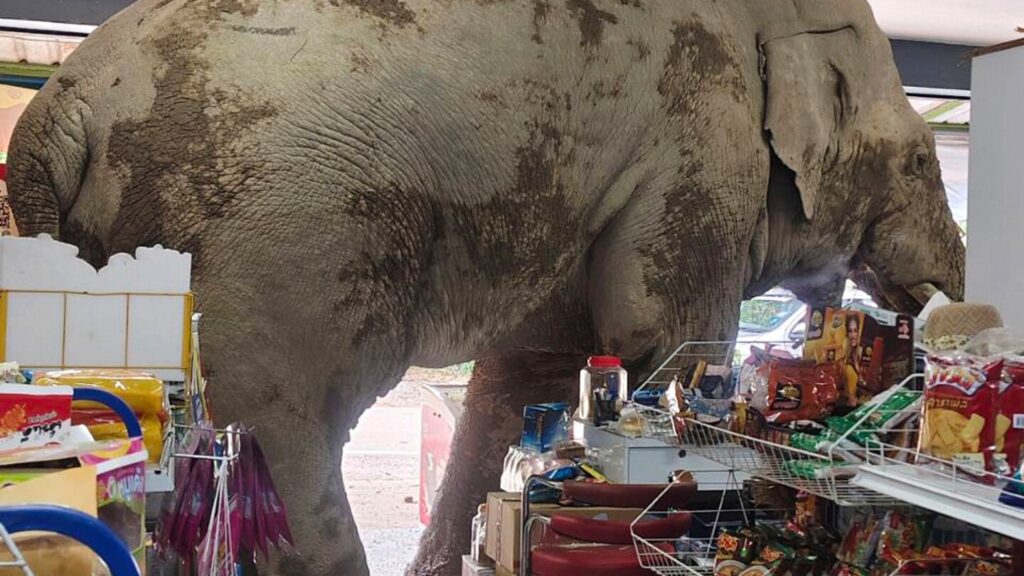 Hungry wild elephant raids a Thai store for snacks