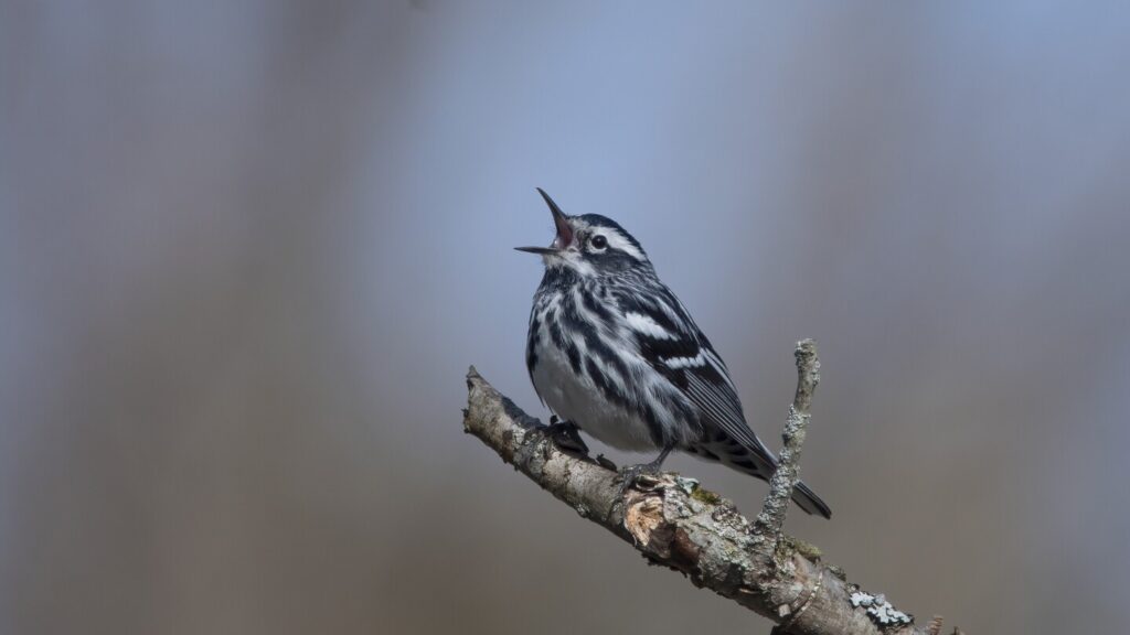 How to reduce loud outdoor noises to protect wildlife