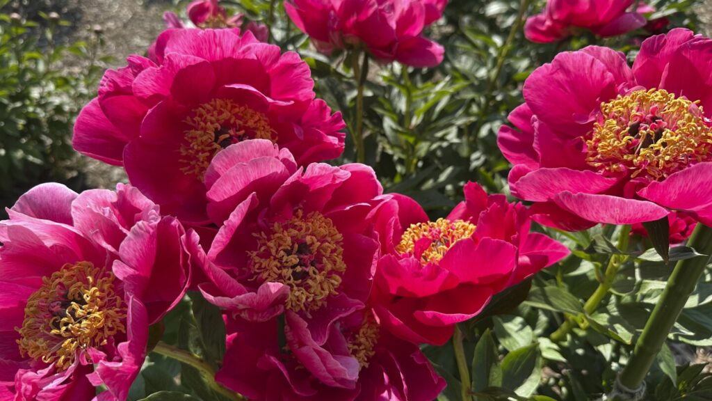 Impressive Peony Garden in Michigan draws visitors from all over