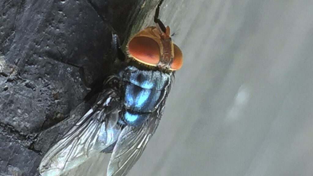 US plans to breed millions of flies in Texas to fight flesh-eating pest