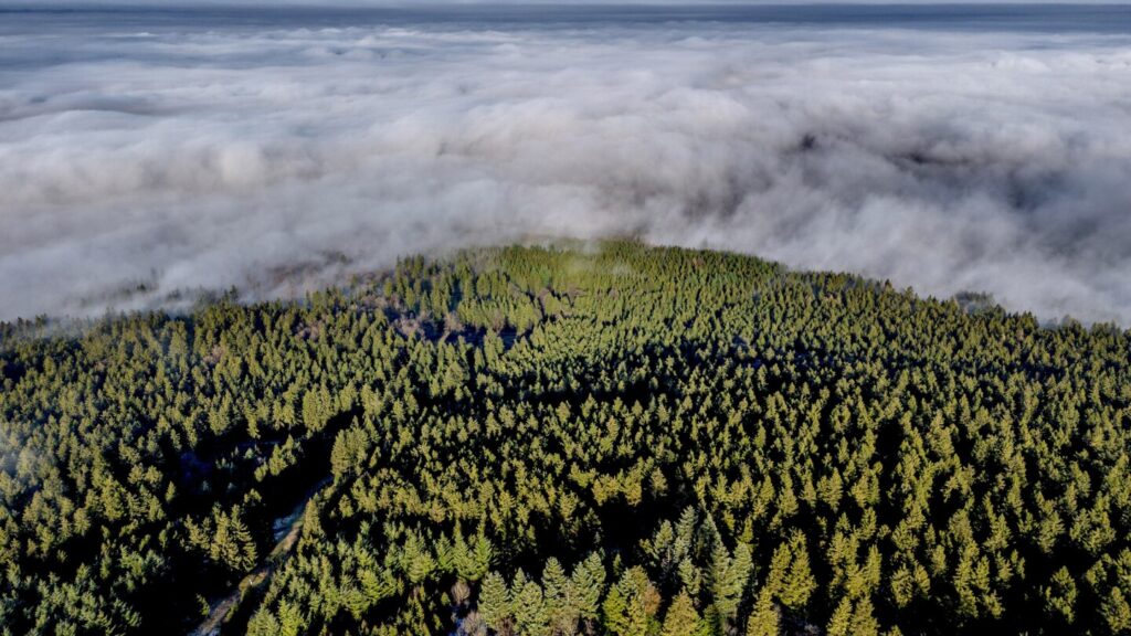 Study shows limits of planting trees to offset burning of fossil fuels