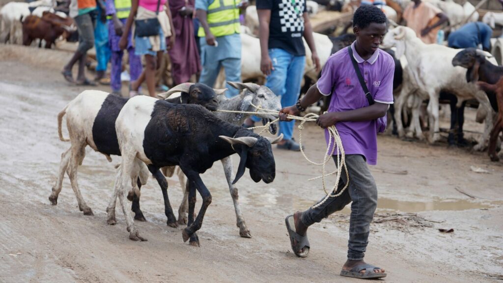 Nigeria’s Eid celebrations hit hard by soaring ram prices and mounting hardship