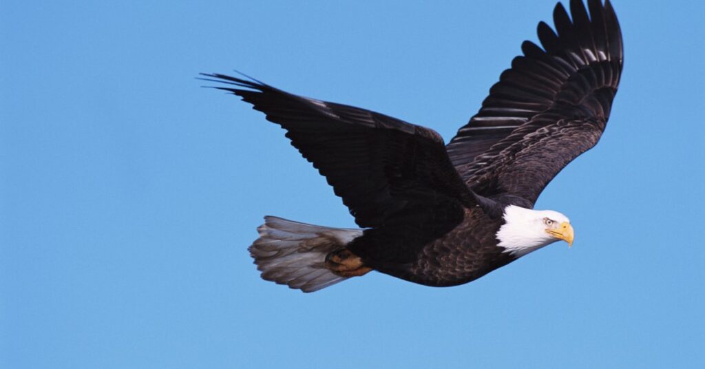 Bald Eagles Are Thriving. Could Trump Change That?