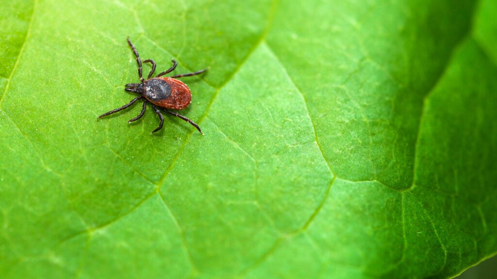 It’s Going to Be a Bad Tick Season. Here’s How to Protect Yourself It’s Going to Be a Bad Tick Season. Here’s How to Protect Yourself