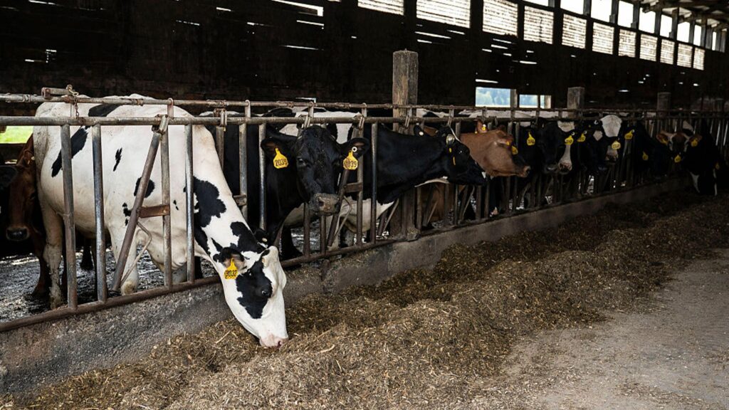 Scientists Reveal the Scale of Meat and Dairy Industry Greenwashing