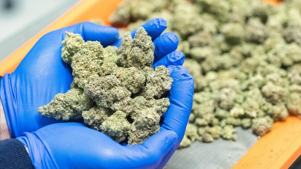 What to Know About Trump’s Reclassification of Medical Marijuana