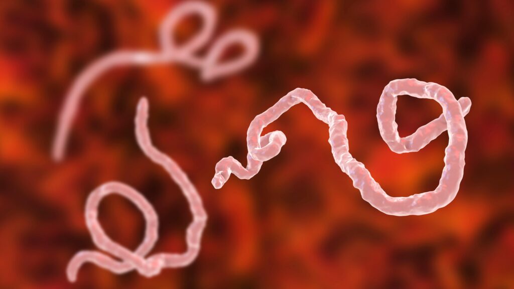 New Ebola Outbreak in Democratic Republic of Congo Kills 65