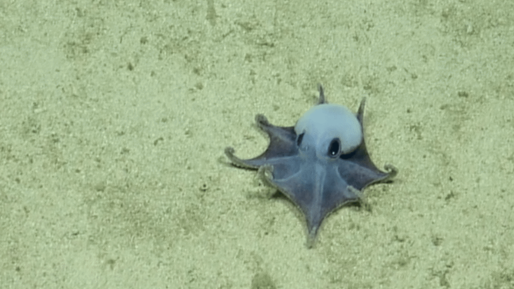 New Species of Tiny Blue Octopus Discovered in the Galápagos