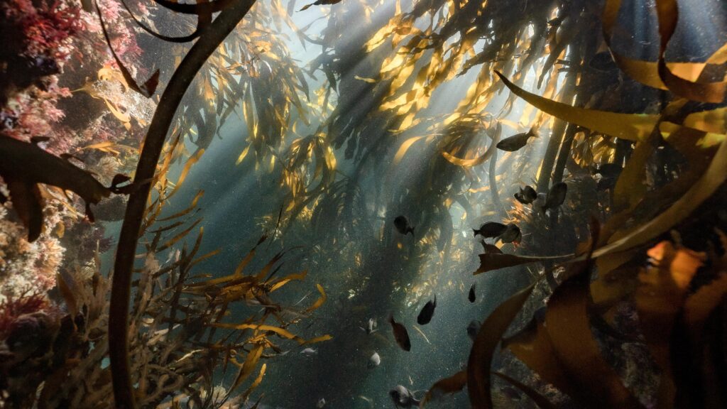 The Power Hiding in Underwater Forests