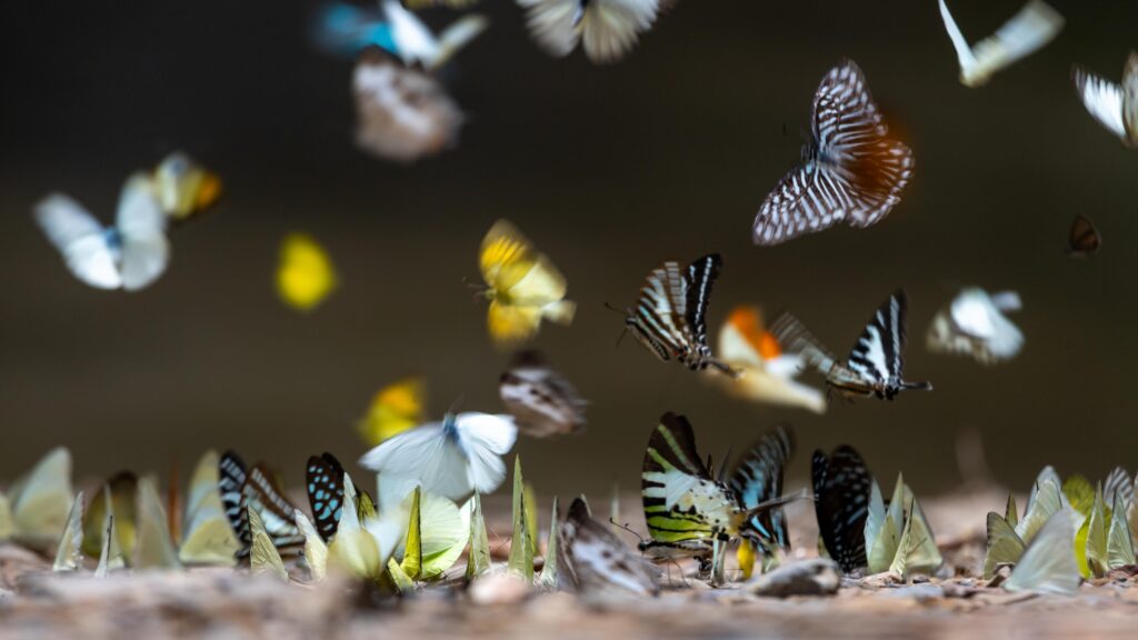 There May Be Three Times as Many Insect Species Than We Knew