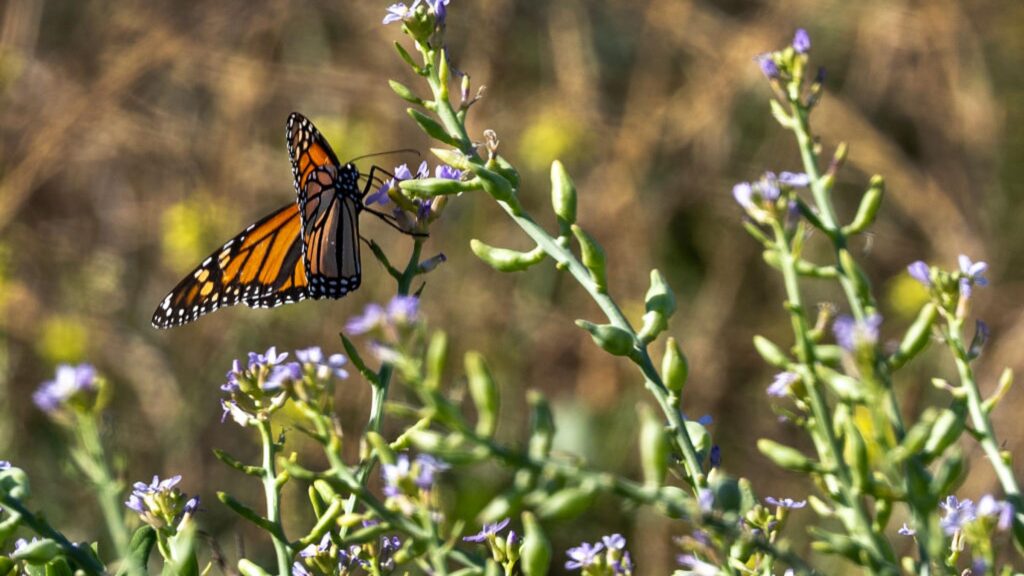 Trump Administration Scales Back Endangered Species Protections—Again Trump Administration Scales Back Endangered Species Protections—Again