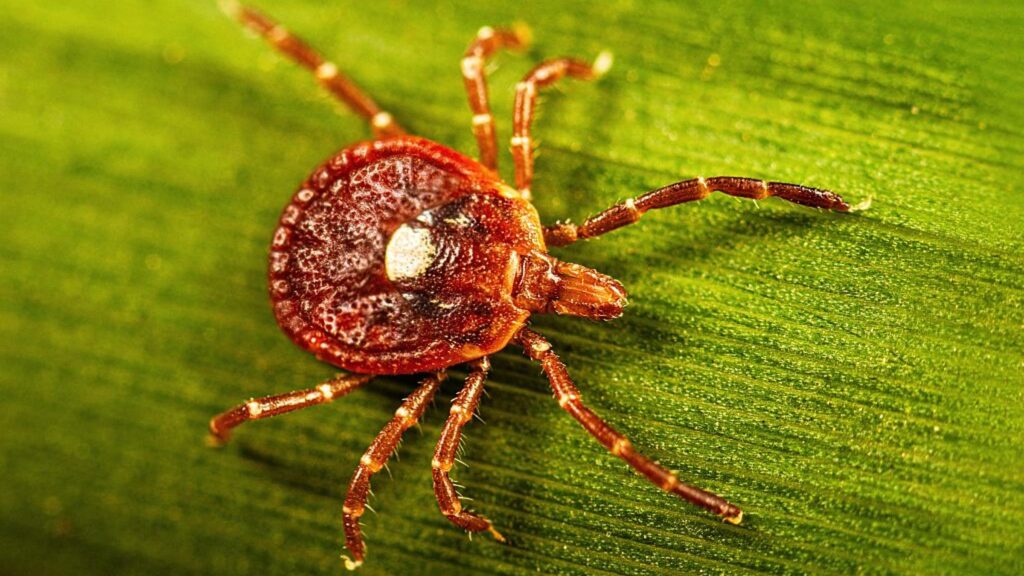 Tick Bites Are Causing Red-Meat Allergies. What to Know About Alpha-Gal Syndrome Tick Bites Are Causing Red-Meat Allergies. What to Know About Alpha-Gal Syndrome