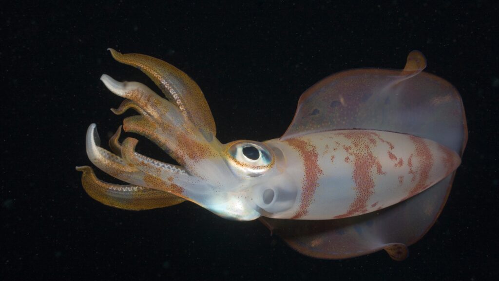 Climate Change Could Shrink the Brain of One of the Ocean’s Most Intelligent Creatures