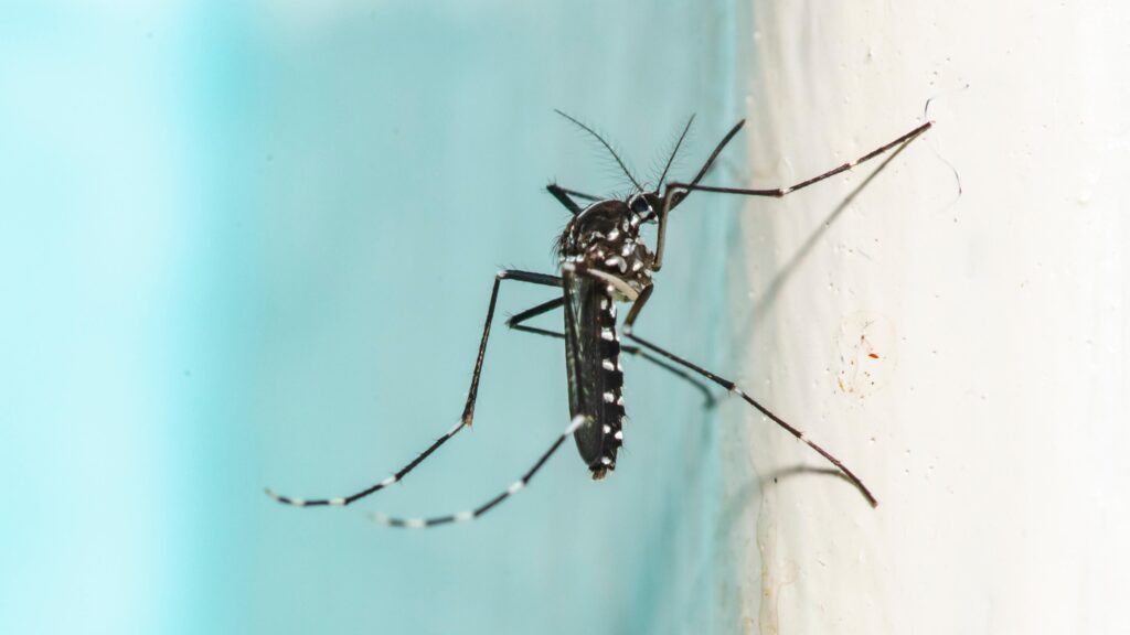 15 Things Mosquito Experts Never Do in the Summer