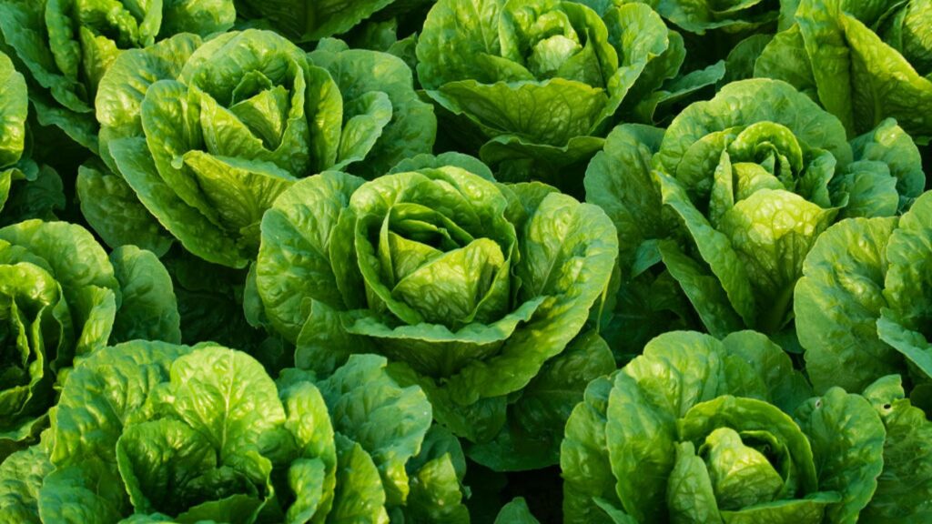 Here’s What a Leading Lettuce Breeder Wants You to Know