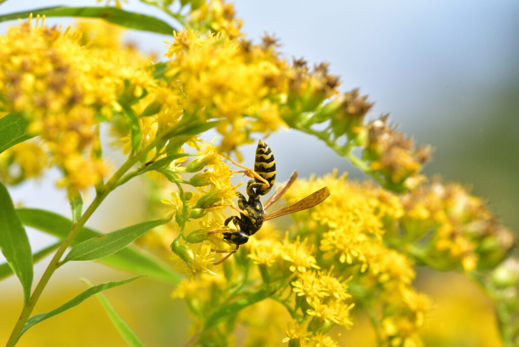 7 Fall Yard Habits That Help Pollinators Survive Winter 7 Fall Yard Habits That Help Pollinators Survive Winter
